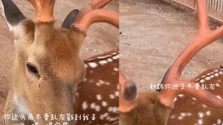 The sika deer's antlers were so long they poked the keeper, who gently pushed it away. The deer then