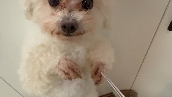 If you dare pee again, Chui Chui will cut it off.