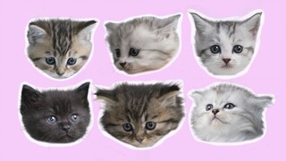 Apa yang bisa dipikirkan buruk oleh kucing hitam kecil