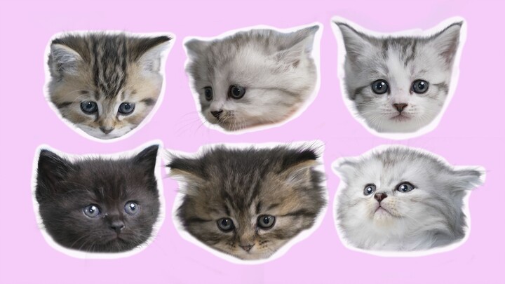 What evil intentions could a little black cat possibly have?