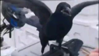 Bird: You're kidding, aren't you? I can fly!