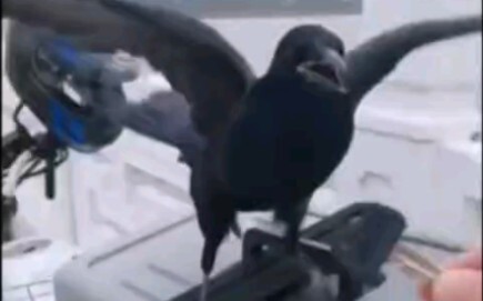 鸟:傻了吧，爷会飞