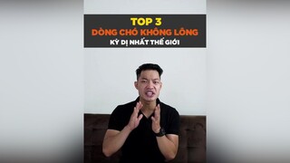 Top 3 dòng chó không lông kì dị nhất thế giới petonesaigon petnhatrang tuitienpet dcgr