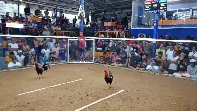 update buyer win pula