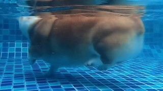 Chú Corgi thực sự đang diễu hành dưới nước, thật dễ thương!