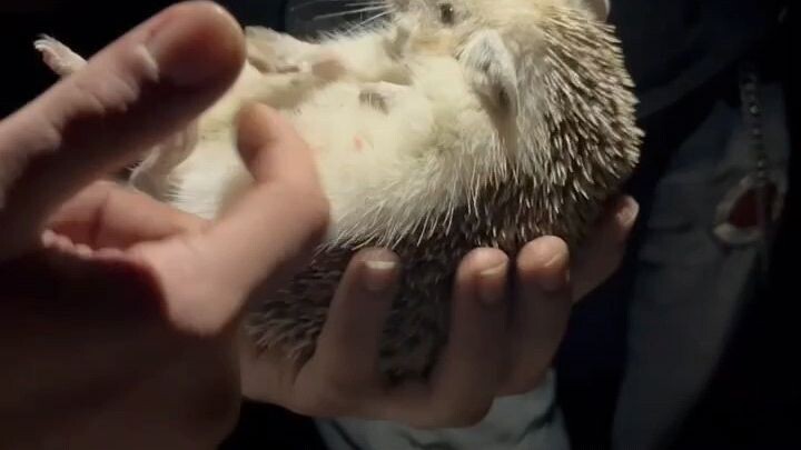 🦔 He looks like a tiny anime warrior from 🦔 異世界から来た小さなアニメ戦士みたい！⚔️✨