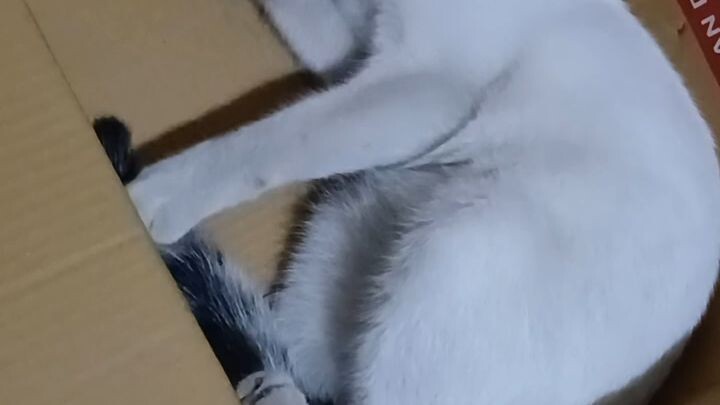 kucing menciptakan bahagianya sendirj