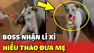 Chú chó nhận được LÌ XÌ liền HIẾU THẢO đưa ngay cho mẹ 😍 | Yêu Lu