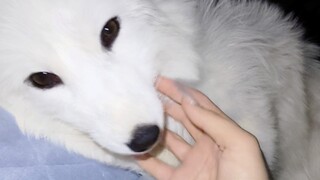 This aloof male fox is actually quite proud and coy in private.