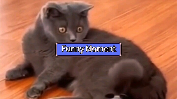 Funny Cat Moments
