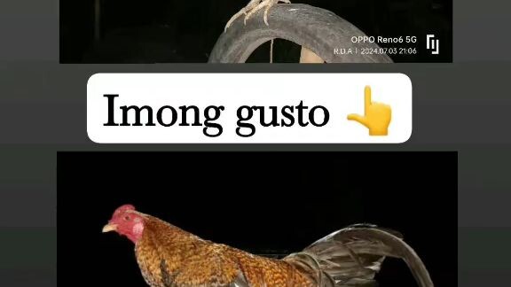 manok manok😂😂😂