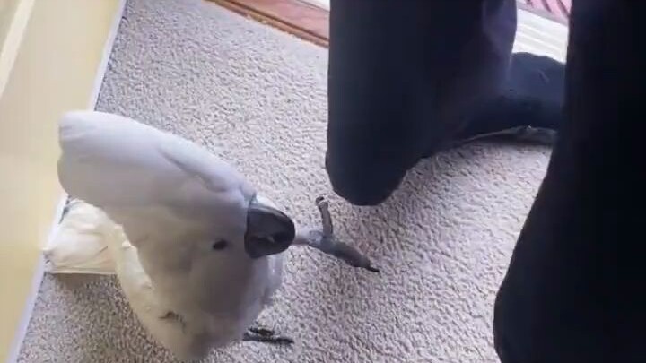 Eats less than a dog, barks louder than a dog.