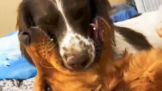 Funny Animal Behaviour #33