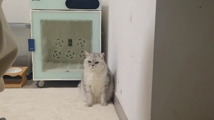 I’m starting to think my cat just totally outsmarted me.