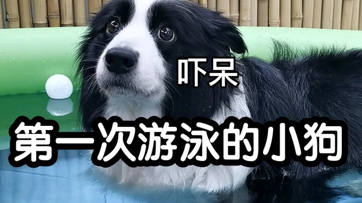 Anak anjing yang begitu takut air, ini juga baru kali pertama saya lihat...