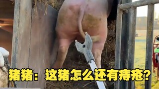 تشو تشو: كيف يمكن أن يكون لدى هذا الخنزير البواسير أيضًا؟