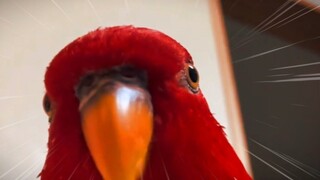 【New Meme Alert】wuewuewue: The Death Gaze from the Red Bird