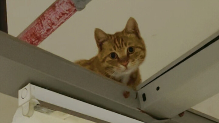 Run into a little kitten