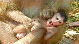 OMG Kidnapper Monkey Kidnap Baby Don't Release Baby Back, Baby Monkey Can't Escape To His Mom