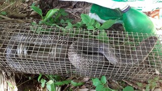 Bẫy rắn điểm mới dính rắn hổ mang to quá cả nhà ơi