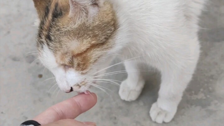 Tan làm cho mèo con xì hơi ăn 🐱