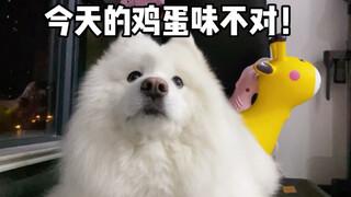 Seekor anak anjing yang sudah besar harus mengupas telurnya sendiri!