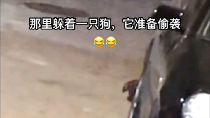 Dog: Just wait—today I’m gonna scare the living daylights out of you!