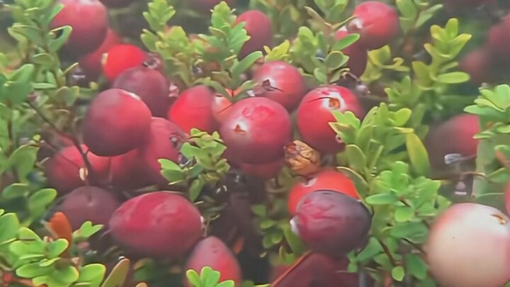 Why are cranberries harvested by flooding them with water?