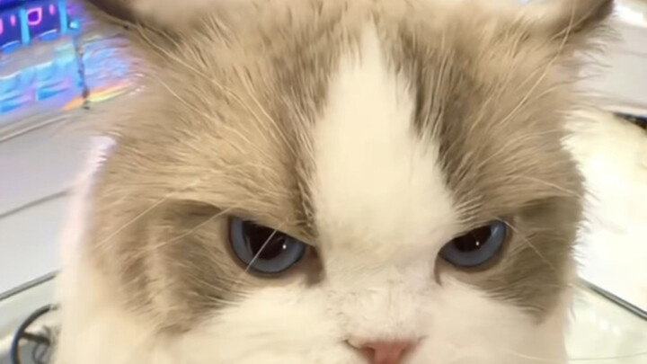 Humans, you’ve offended me again and again.