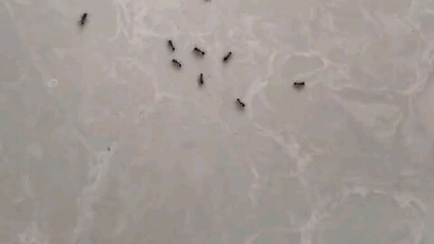 This is a big mouth that could get you beheaded!