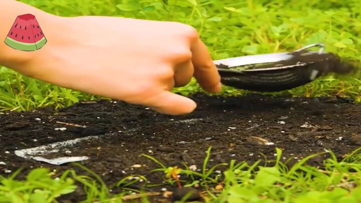 THỦ THUẬT LÀM VƯỜN TUYỆT VỜI MÀ CÂY ĐANG CHỜ BẠN THỬ! - Part 1#cuocsongquanhta