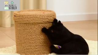 Không ai cũng biết những mẹo này tập 2  #doityourself