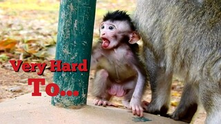 Oops What Happen to Baby Monkey, Baby Very Hard to Replacement, Adorable Baby Monkey Try Hard To
