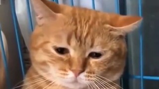 Little kitten has his frustrations too for having no "friends"…