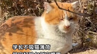 The junior gave the cat the senior had never eaten before!