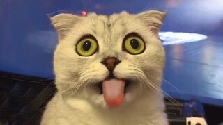 Funny Cats Compilation - Tik Tok Trend Cats And Dogs 2021