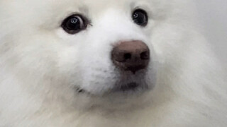 The lamb must have a wish to eat at the table! #Samoyed#