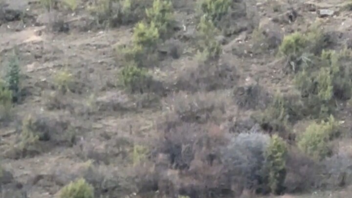 น่ากลัวมาก! ถ้าเจอหมีทาร์ในป่าอย่าเข้าใกล้เด็ดขาด