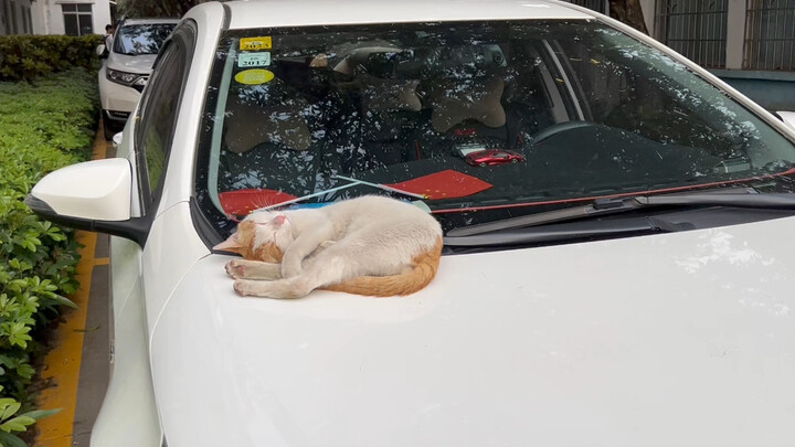 Bangunkan paksa kucing liar yang tertidur di kap mesin