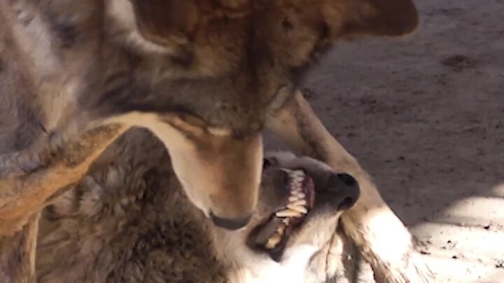 Raja Serigala Satu Lawan Dua: Sama Sekali Tak Gentar!