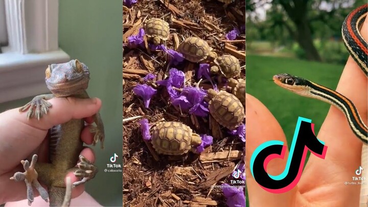 Reptile Side of Tiktok - Compilation #9