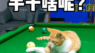 سرعة يد المندرين الصغير رائعة حقًا!