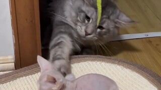 还是自己生的玩起来顺手