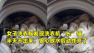 Woman washing clothes discovers a cat "growing" inside the washing machine; it refuses to come out f