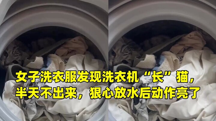 عندما كانت امرأة تغسل الملابس، اكتشفت أن الغسالة "أنجبت" قطة ولم تخرج منها طوال نصف يوم، فقررت بشدة 