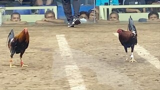 2ND ENTRY, LAST FIGHT 3COCK DERBY ELIMINATION. LEONIDAS VS CHIEF KULAPI GF 2 220K PARADA #SABONGWPC