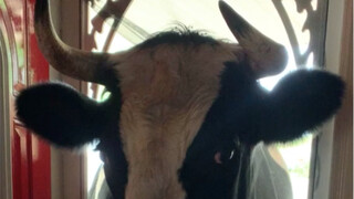 一位农夫表示，他家的牛十分黏人，会因为看不到人而寂寞，时常跑来把头探进门看他们在做什么