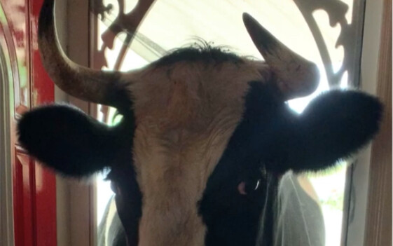 قال أحد المزارعين إن بقرته في منزله محبة جدًا للبشر، وتشعر بالوحدة إذا لم ترَ أحدًا، وغالبًا ما تأتي