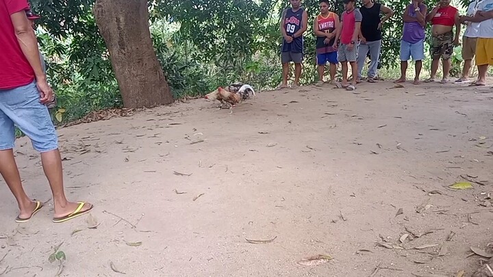 bsecond fight win bulik  dehado