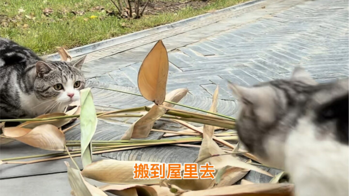 Every time this season comes around, my husband starts envying our friends in the south again.